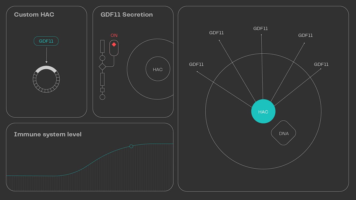 Clinical Applications of the Human Artificial Chromosome (HAC) by