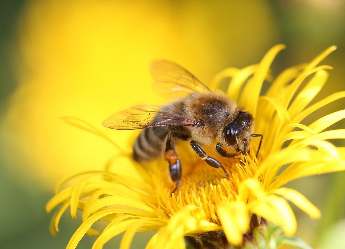Protecting Pollinators: Effective Strategies for Biodiversity ...