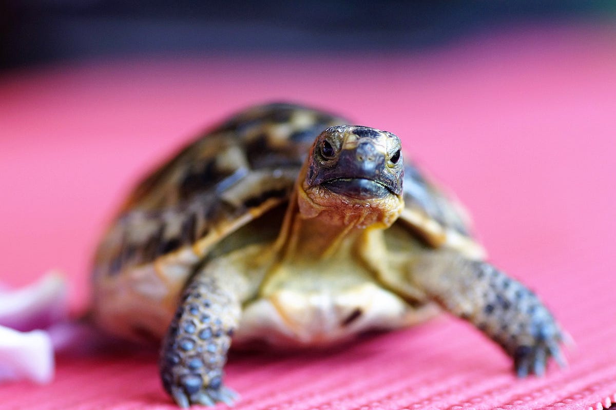 Endangered Tortoises Mr. And Mrs. Pickles Lay 3 Eggs at the Houston Zoo ...