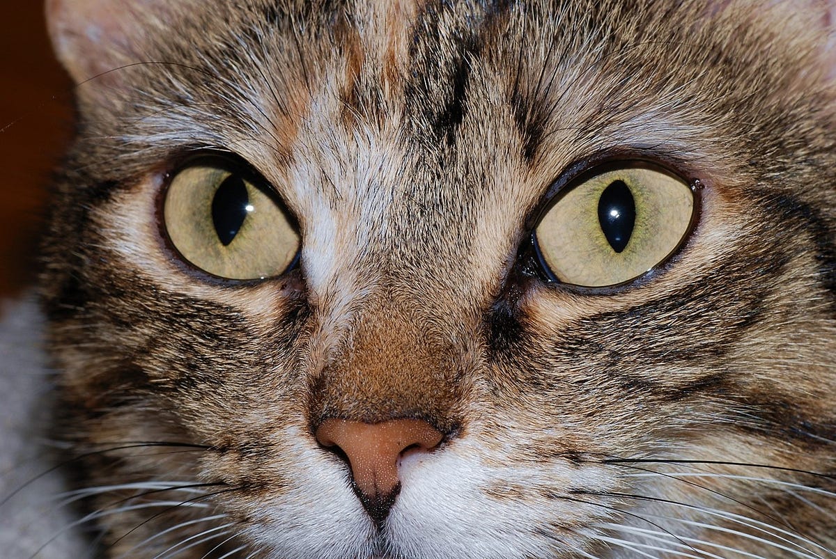 Why Does My Cat Have Eye Boogers? by Terry Connor Medium