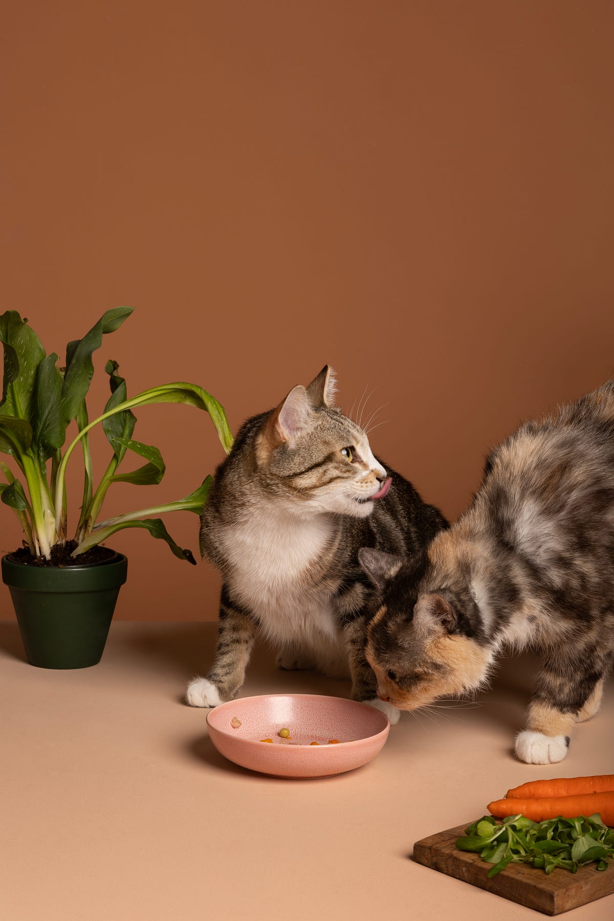 Can Cats Eat Clams? Understanding Feline Diets and Dietary Curiosities