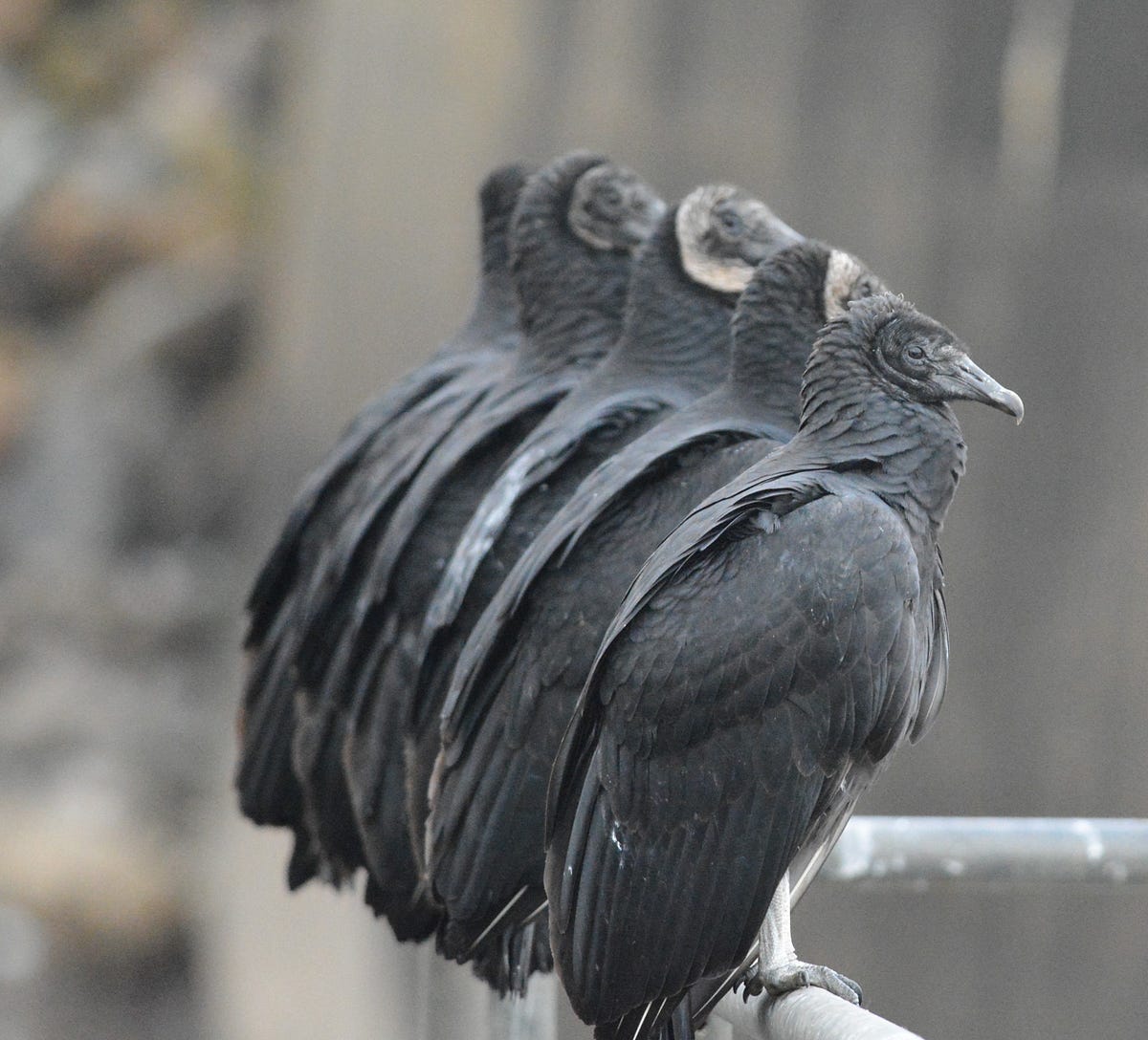 Vultures are awesome.. By Nicki Dardinger | Conservancy… | by