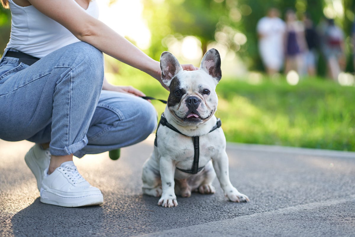 Things to Look for in a French Bulldog Breeder When Buying French