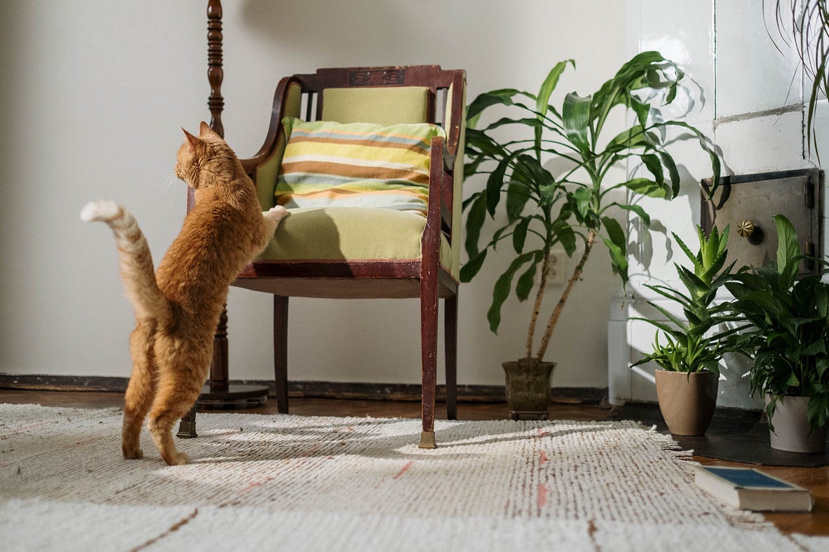 Cats Pooping House Plants How To Prevent It by The Indoor Plants Channel Medium