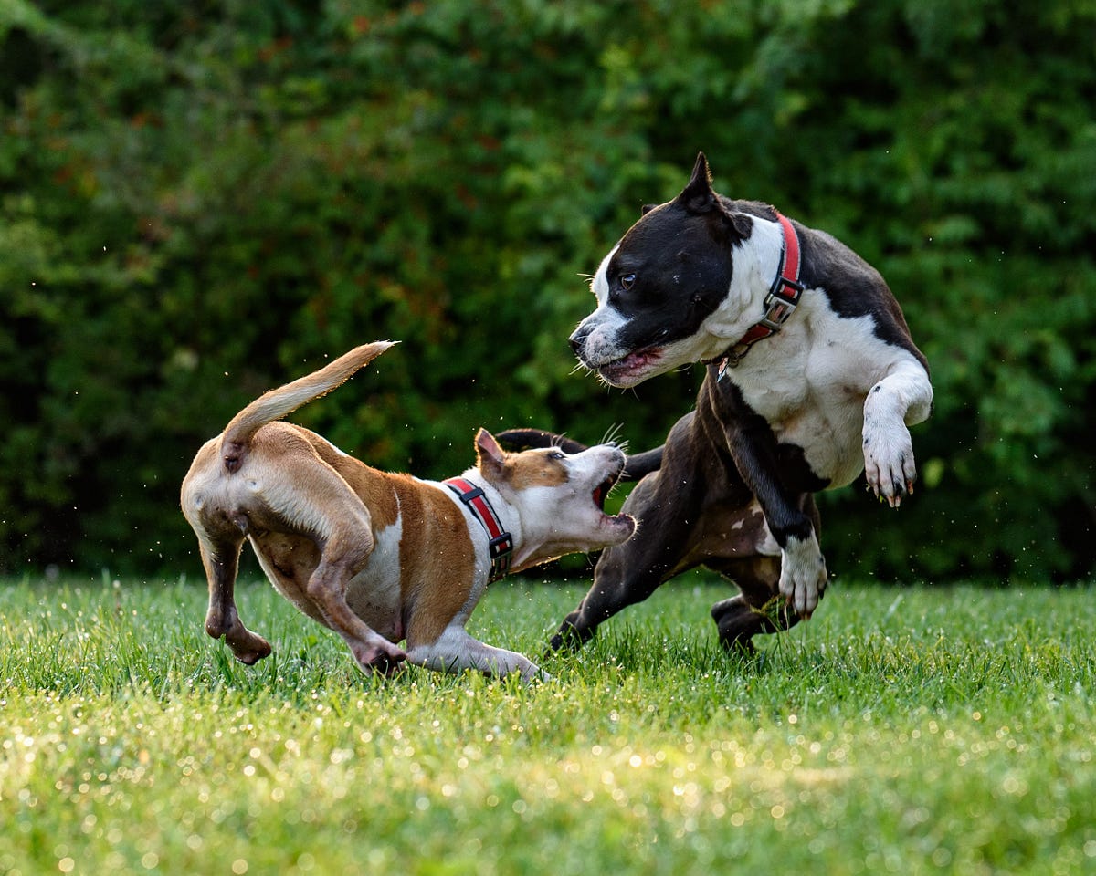 Irresponsible Dog Owners And Attacks At The Dog Park By Amy Sterling irresponsible-dog-owners-and-attacks-at-the-dog-park-by-amy-sterling