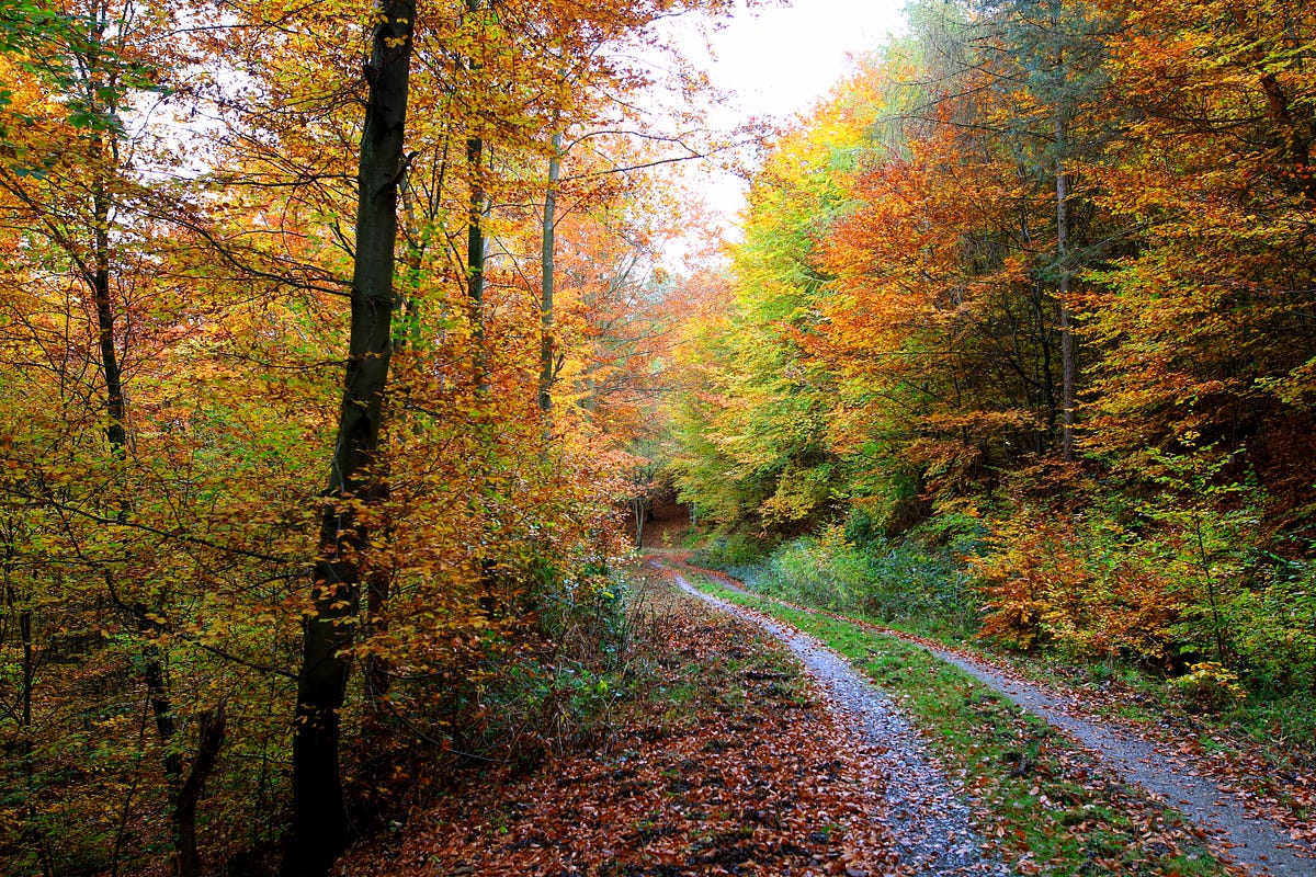 In Awe With the Forest Colors in Late Fall | by Anne Bonfert | For Awe ...