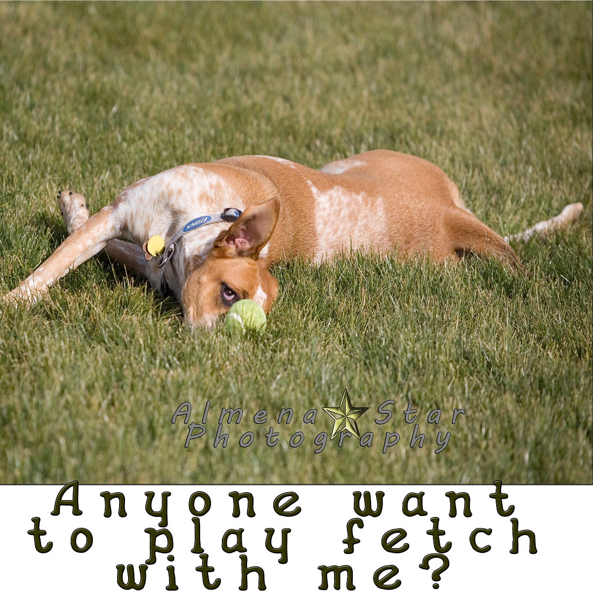 It’s time to play fetch. Such a cute way of asking too.. | by Tim ...