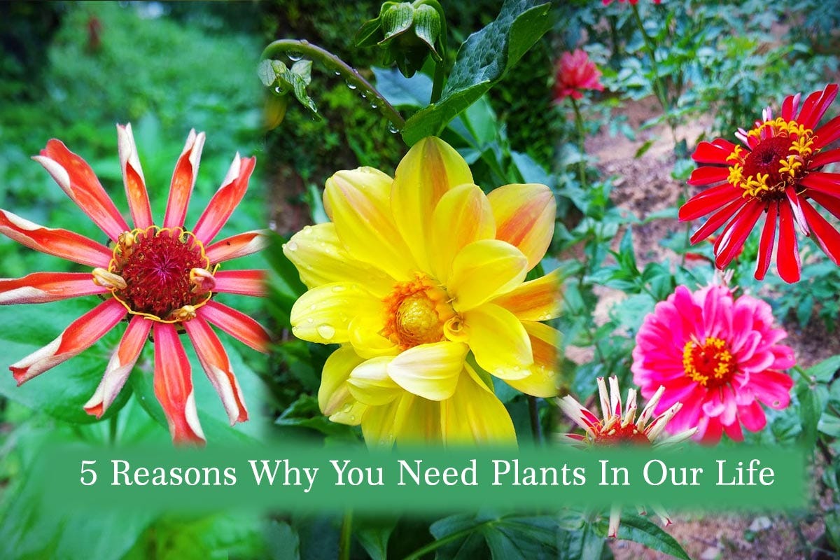 In this blog of Plants Information we will know The 5 reasons why