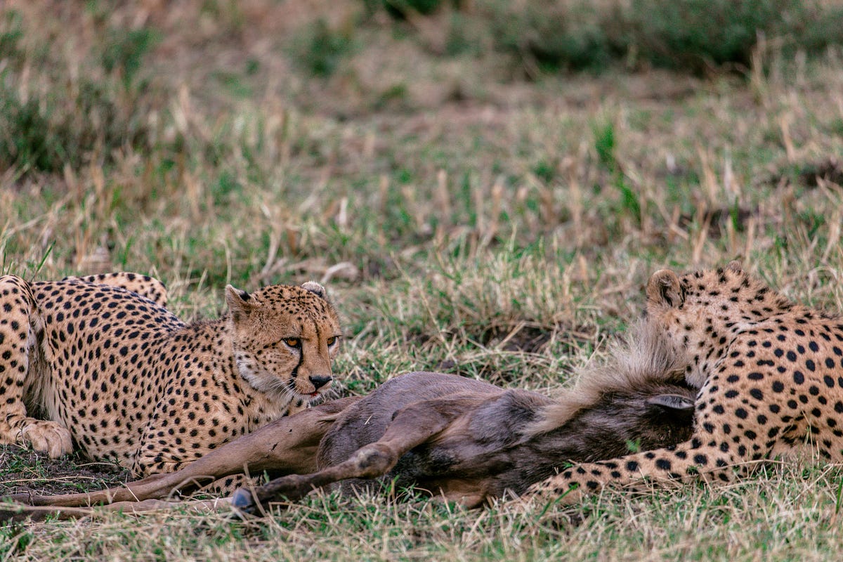 Learning from PredatorPrey Relationships to Survive in the Urban