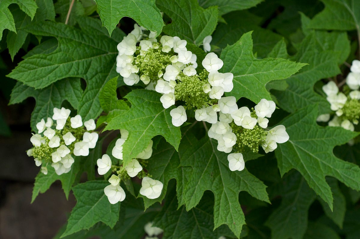 Problems with Oak Leaf Hydrangeas A Comprehensive Guide by yardener Medium
