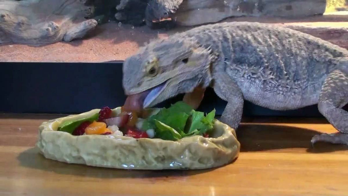 What Veggies Can Beardies Not Eat? Medium