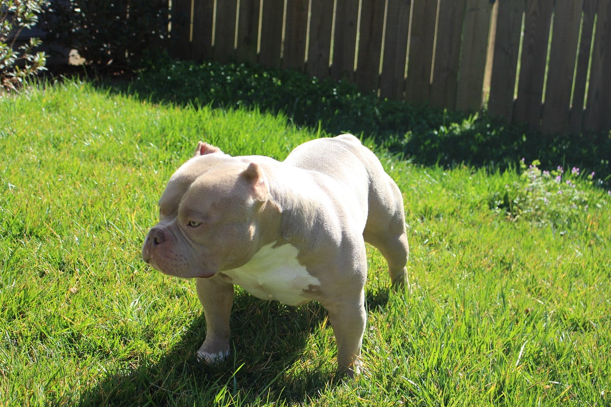 The Role of in Breeding Quality Pocket and Micro Bullies by