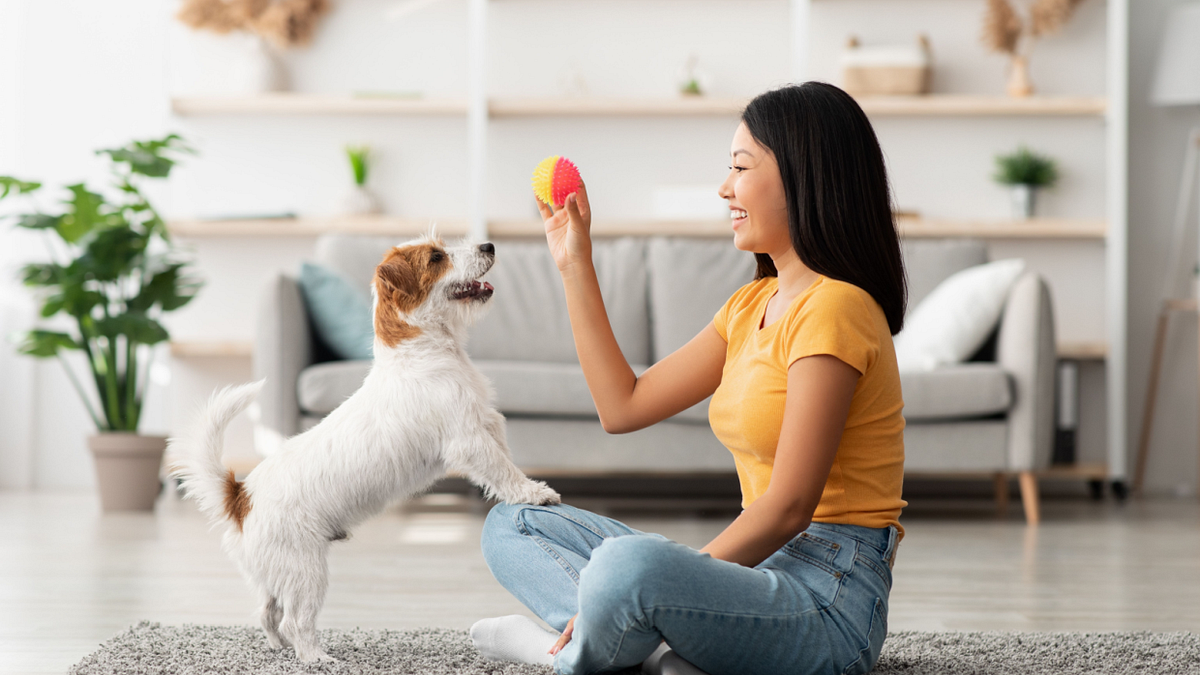 Mastering the 7 Essential Dog Training Skills | by Cristan Paul | Medium