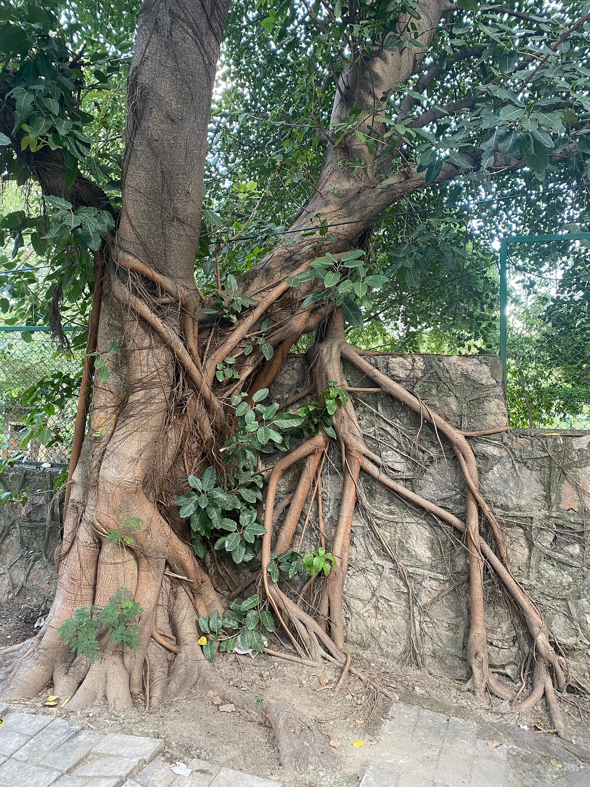 Are You Proud Of Your Roots?. Nature prompt last week of December… | by ...