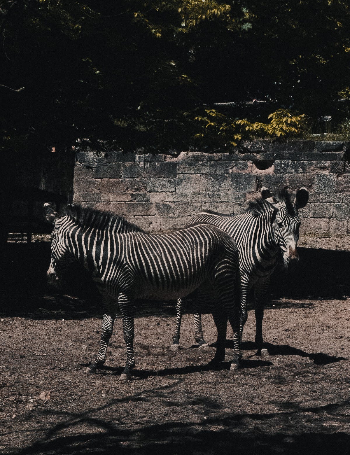 think horses, not zebras. a common rule of thumb and a poem to… by