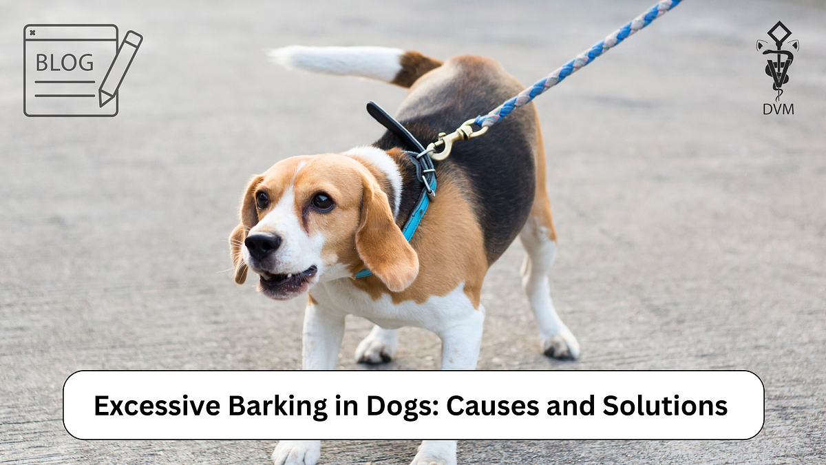 Understanding Excessive Barking In Dogs Causes And Solutions By Half understanding-excessive-barking-in-dogs-causes-and-solutions-by-half