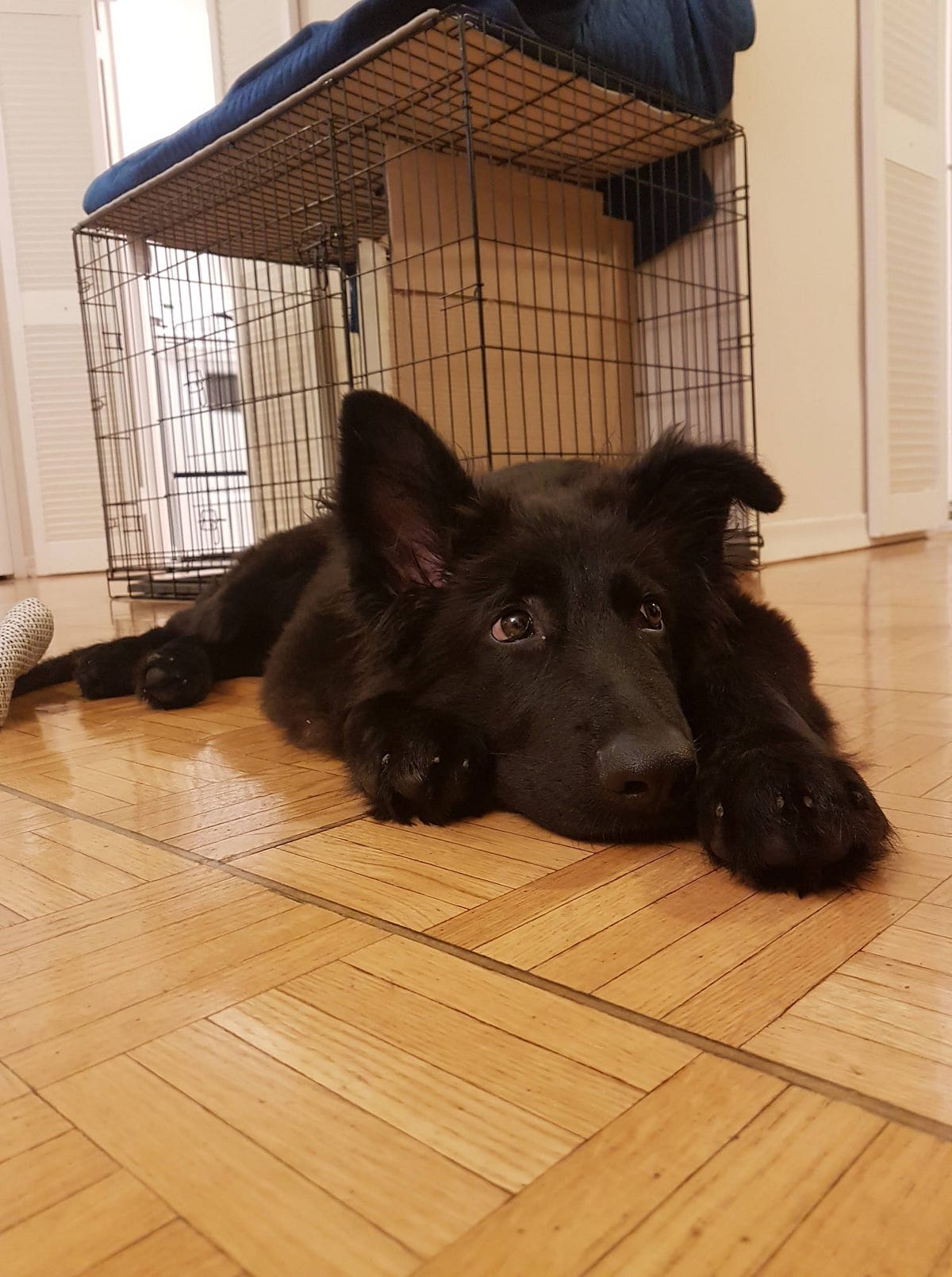 How To Make Dogs Less Anxious?. Being anxious is a common behavioral