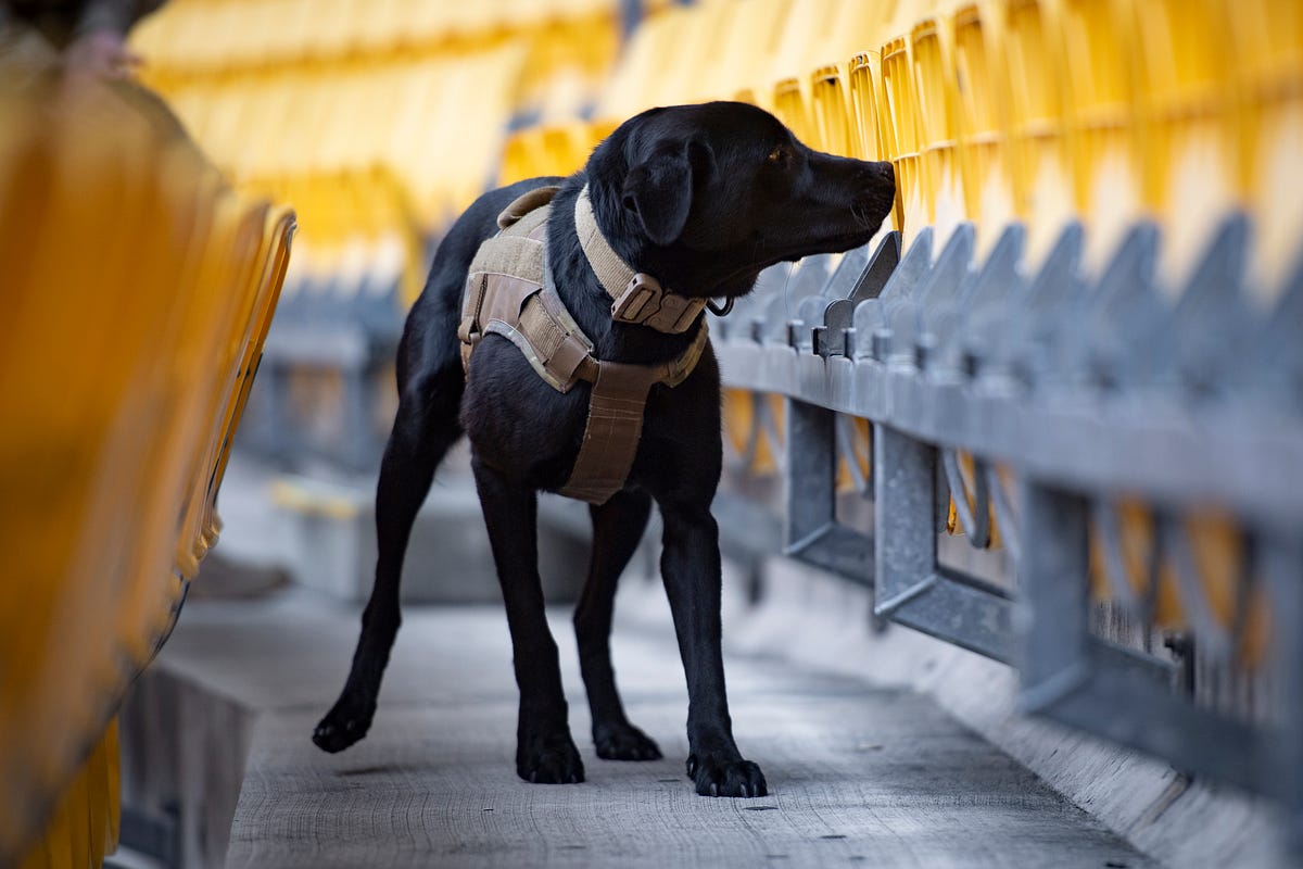 NZ Army graduates new Explosive Detection Dog teams by New Zealand