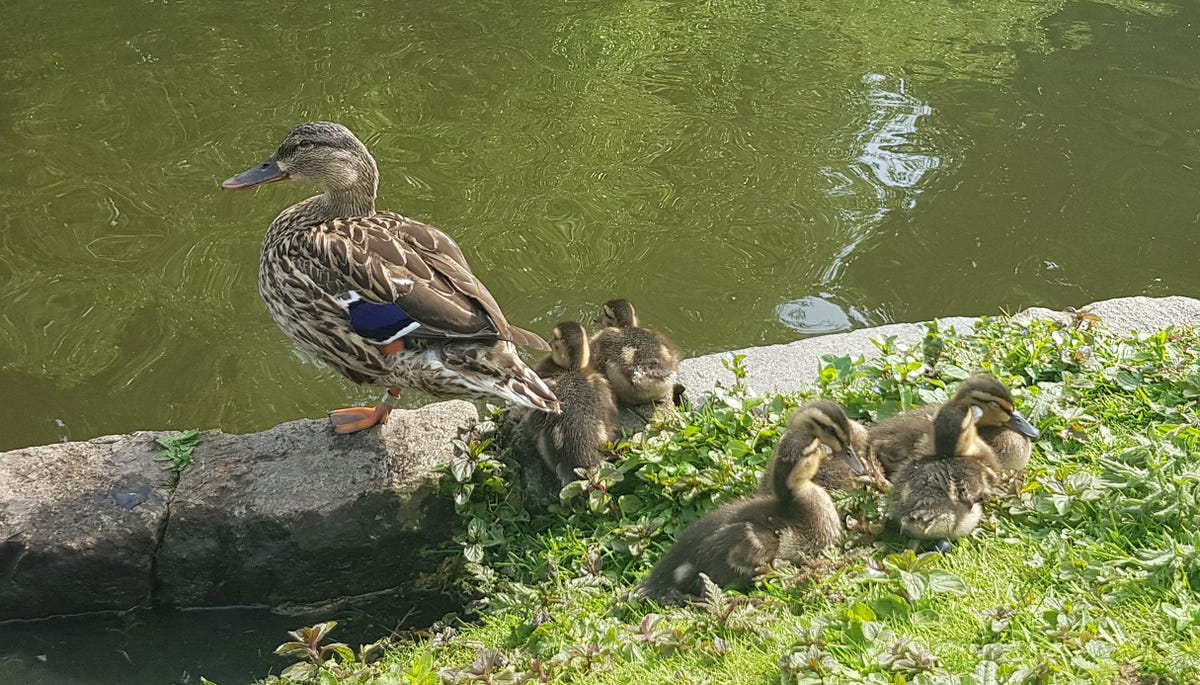 Wise Mama Duck. A true story about mothering — a duck’s… by Ella Read