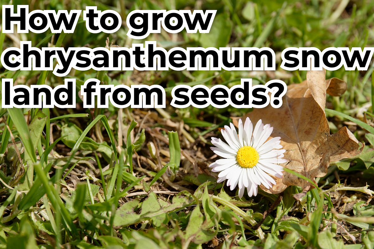 How to grow chrysanthemum snow land from seeds? by smallgardenplants