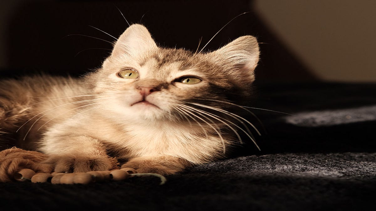 What exactly does it convey when a cat kneads you? by Make Yourself