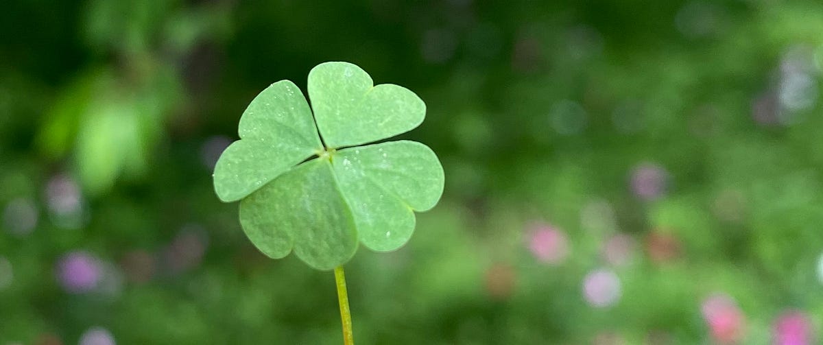 How Science Can Help You Find a 4-Leaf Clover - Scientific American