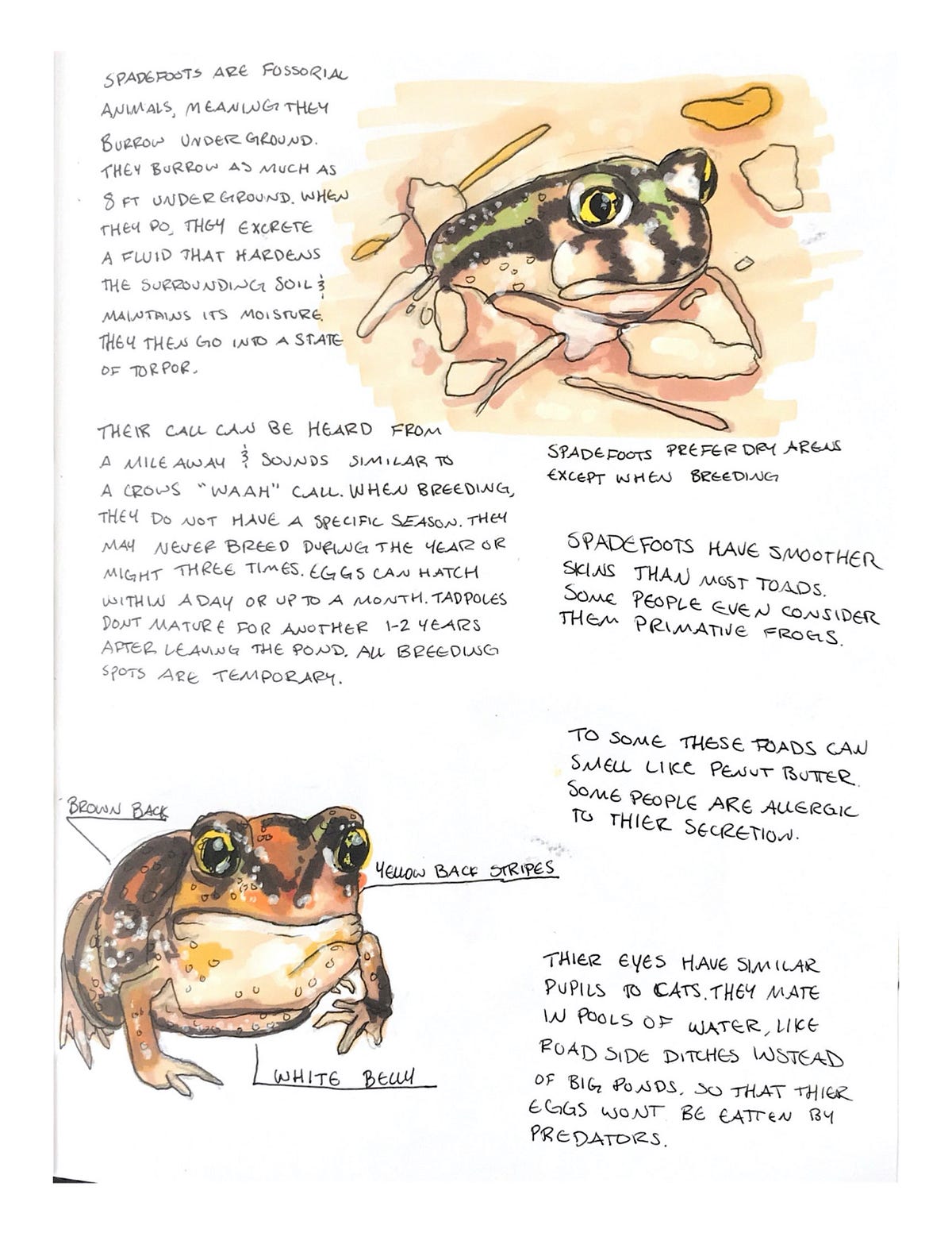 Design Lab Project part 1Toad by miller Design Lab animal