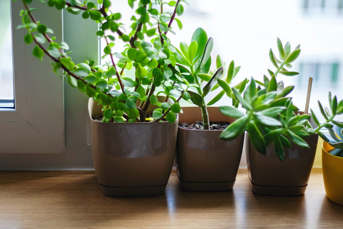 2 Reasons Your Houseplants Die and How to Fix it by Gabriela Brynn