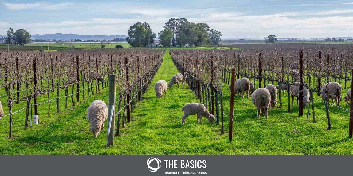 How Does Regenerative Agriculture Work? by Network for Business