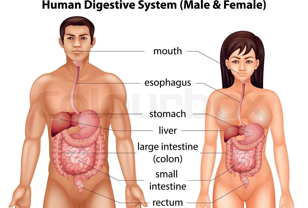 Tips for Better Digestive Health. Your digestive system breaks down the