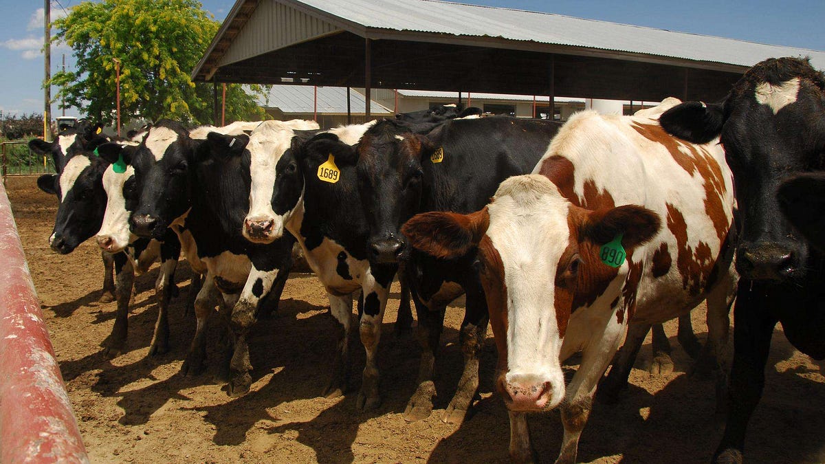 Why the spread of bird flu from a cow to a human in Texas matters. by