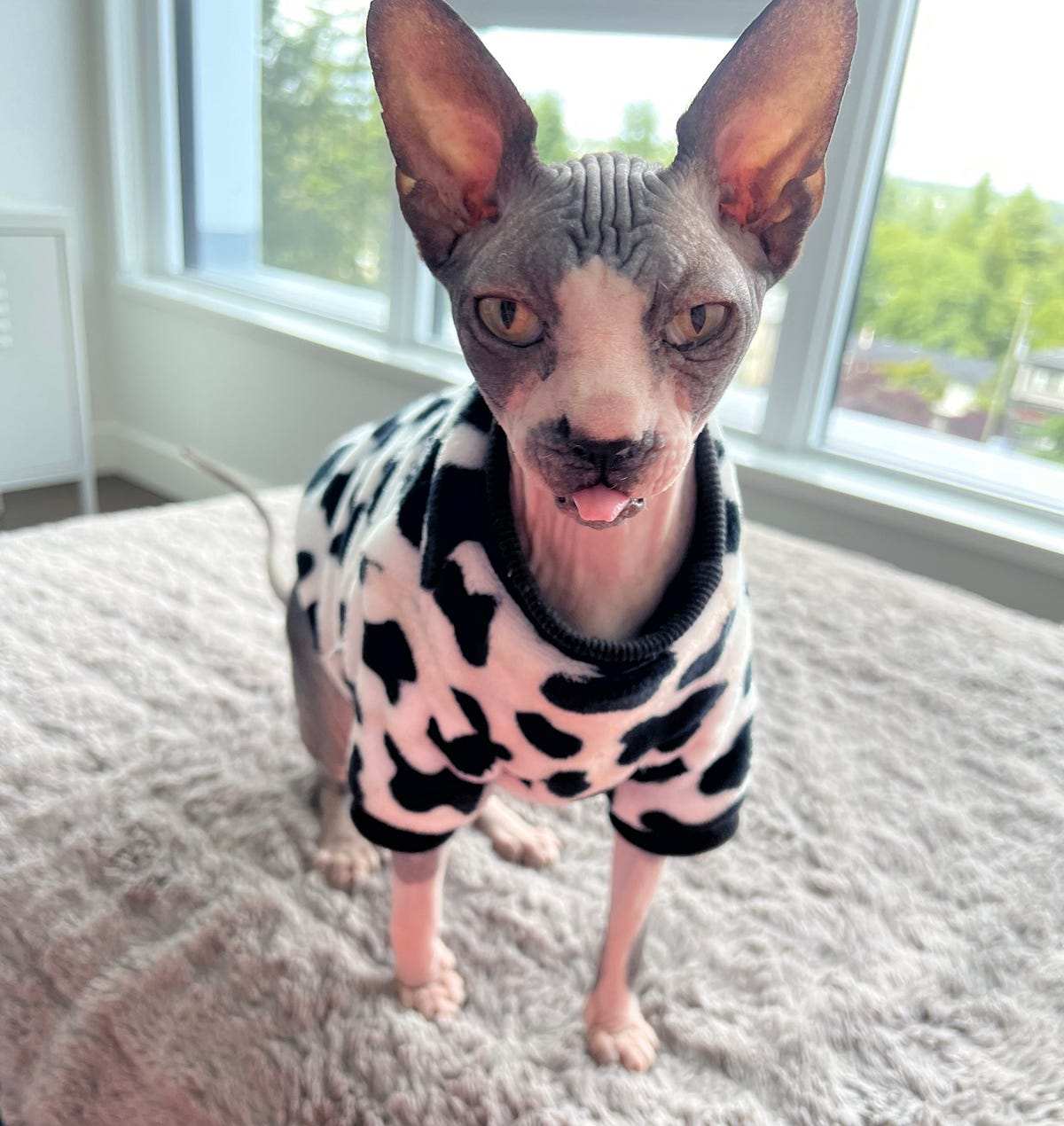 You Shouldn’t Get a Sphynx Cat, Here’s Why by Kristen Jun, 2023