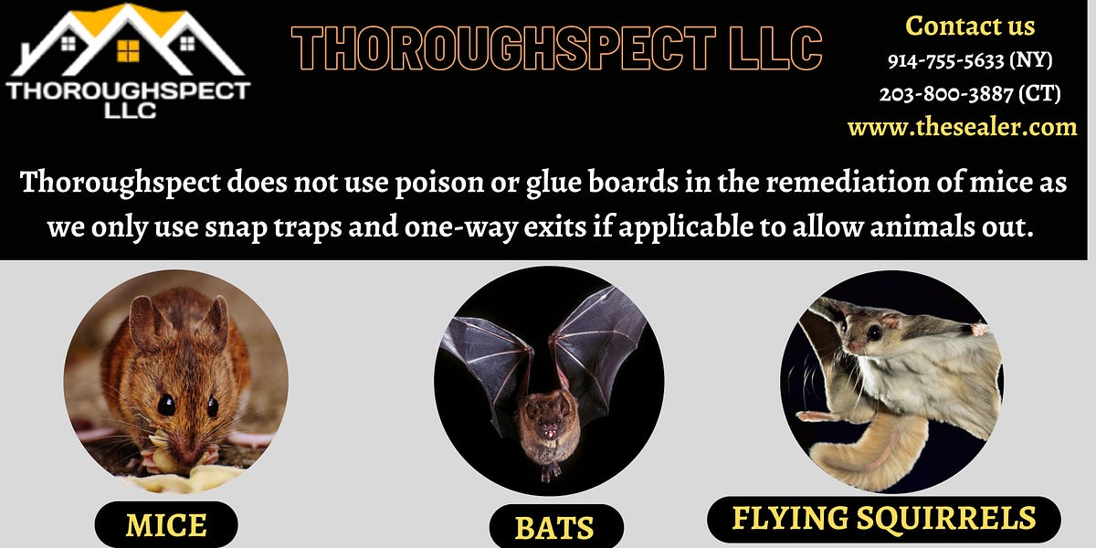 Squirrel Removal Ct — Thoroughspect LLC Thesealerpest Medium