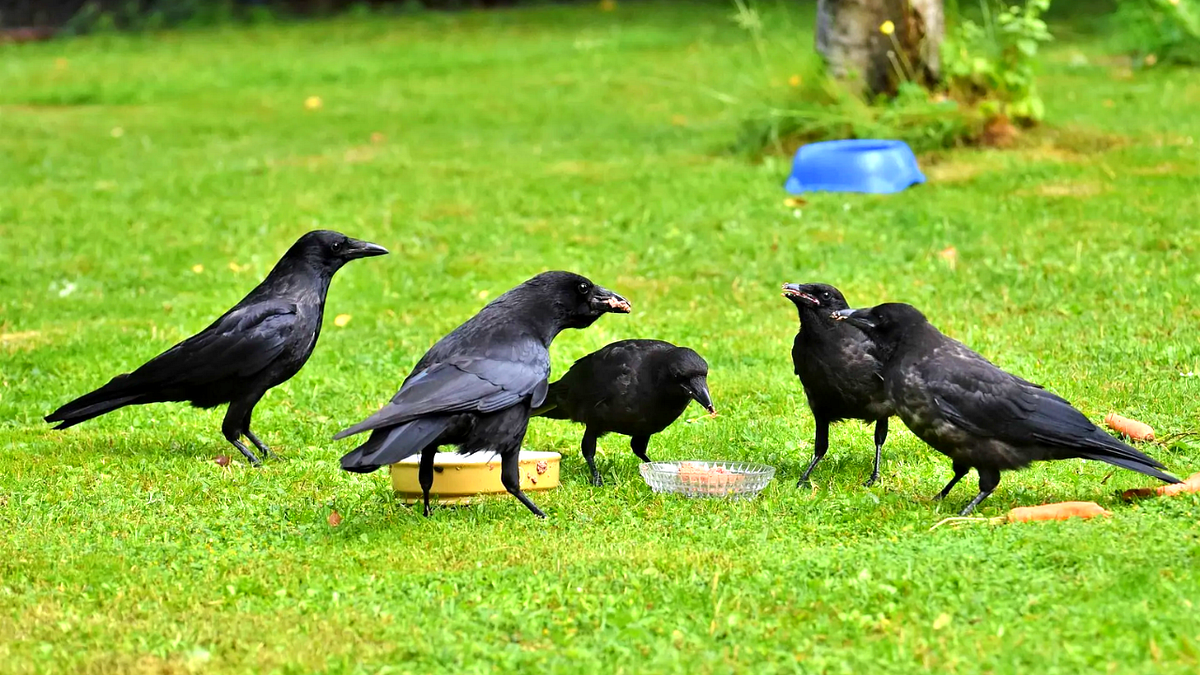 Why Are There Crows in My Yard?. You may have noticed crows flying