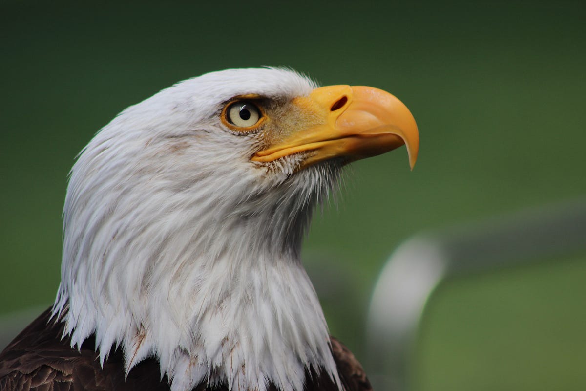 The 7 Characteristics Of An Eagle And Why They Are Lessons For Good  Leadership with Prophet Christian Neshamba | by Oudney Patsika | Medium