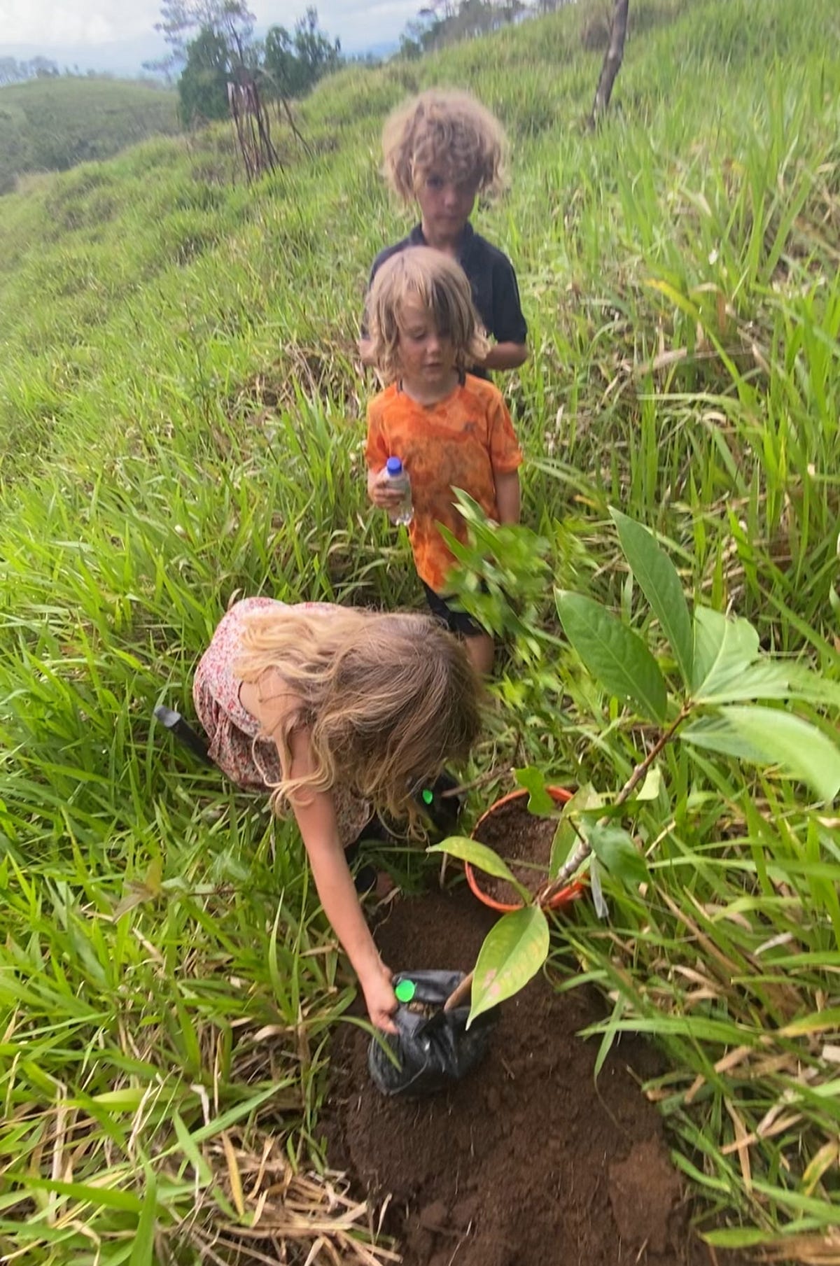 Buying Rainforest vs Reforestation in Costa Rica by Puravidahomesteading Jan, 2024 Medium