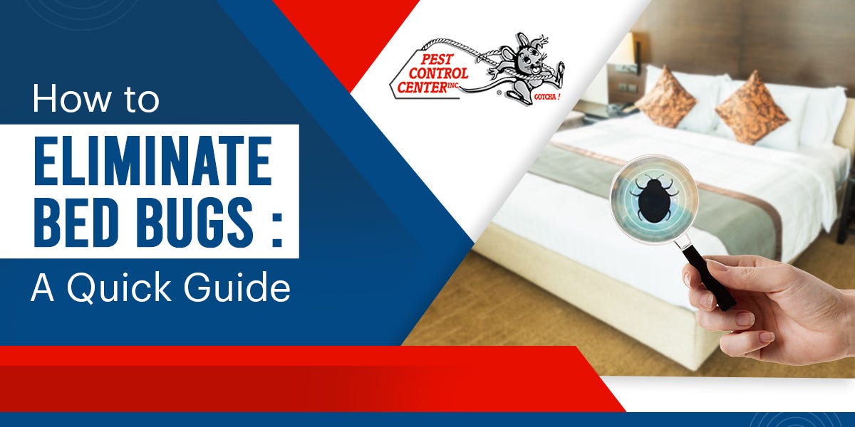 How To Eliminate Bed Bugs A Quick Guide Jam kahana Medium