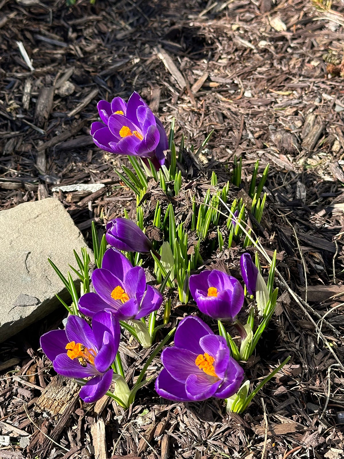 A Sure Sign of Spring - Simply Photos - Medium