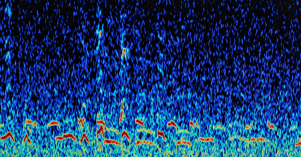 Elephant Rumbles — What Do They Mean? by Cornell Research and Innovation Medium