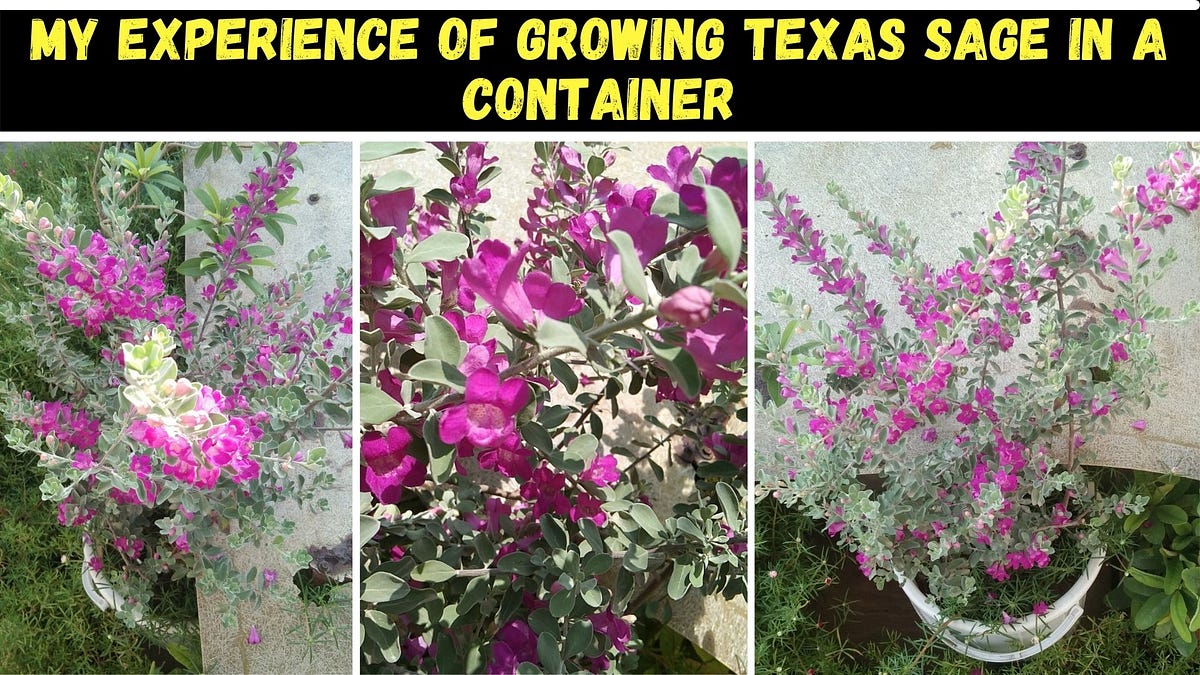 My personal experience of growing Texas sage in a container by Parth