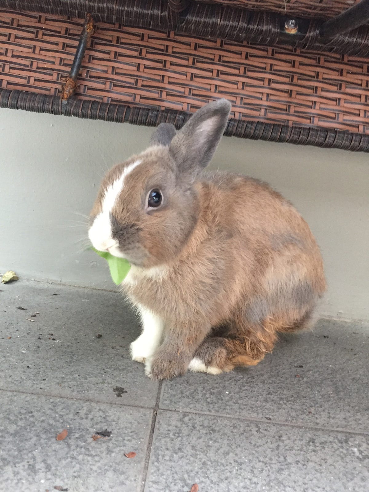 Why Rabbits Are Underrated as Pets by Sarah Ahmed Medium