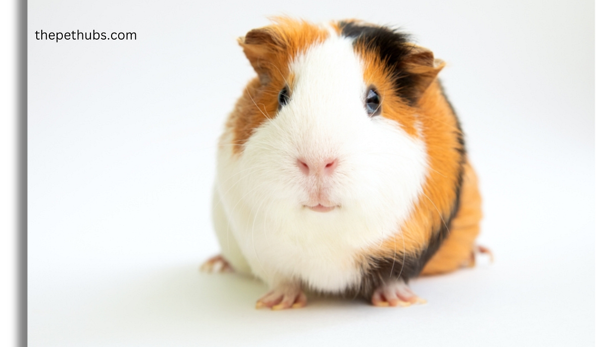 Do Guinea Pigs Clean Themselves? Answering Janifer Lizay Medium