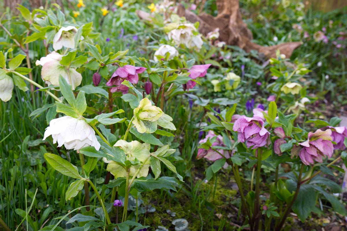 How to grow hellebores from seed. Hellebores are beautiful, long… by