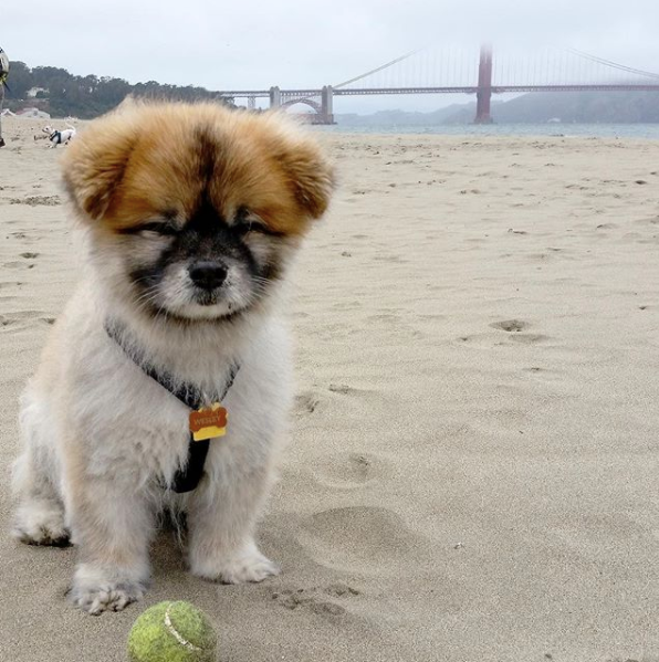 When My Daughter Went to College, I Decided to Make My Dog Instagram Famous