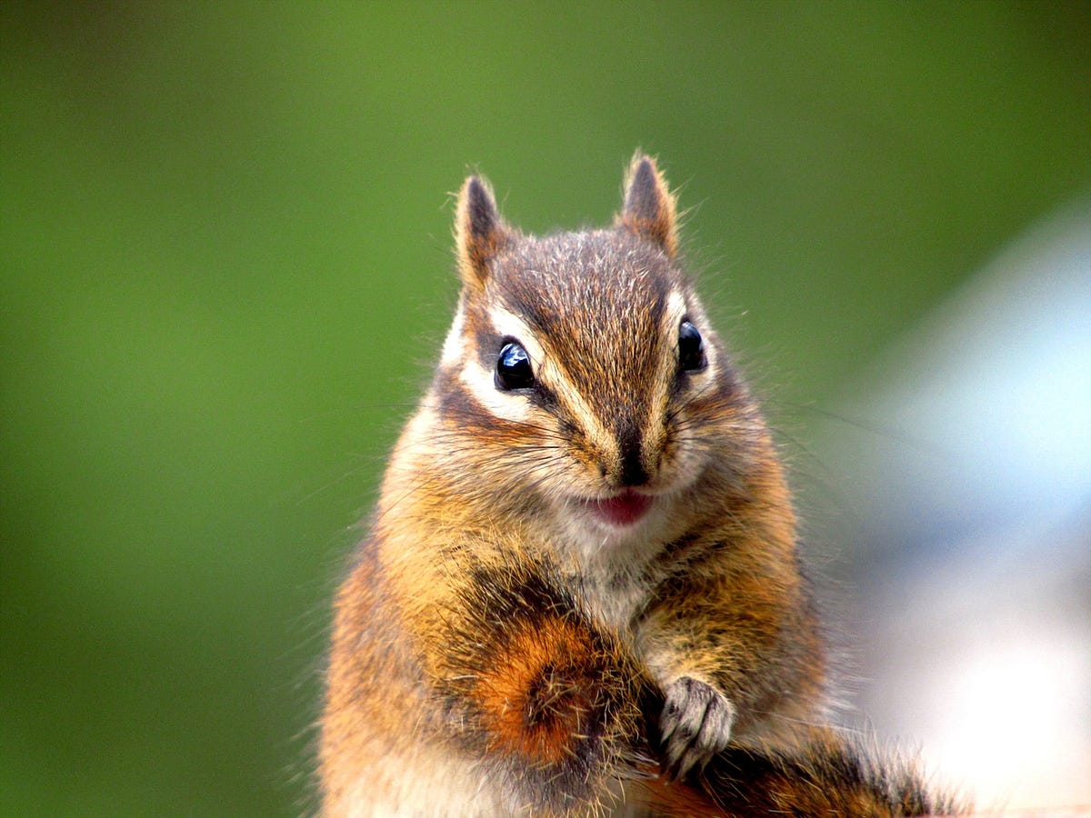 Can Chipmunks Eat Chocolate? Understanding the Risks by Rodent pet