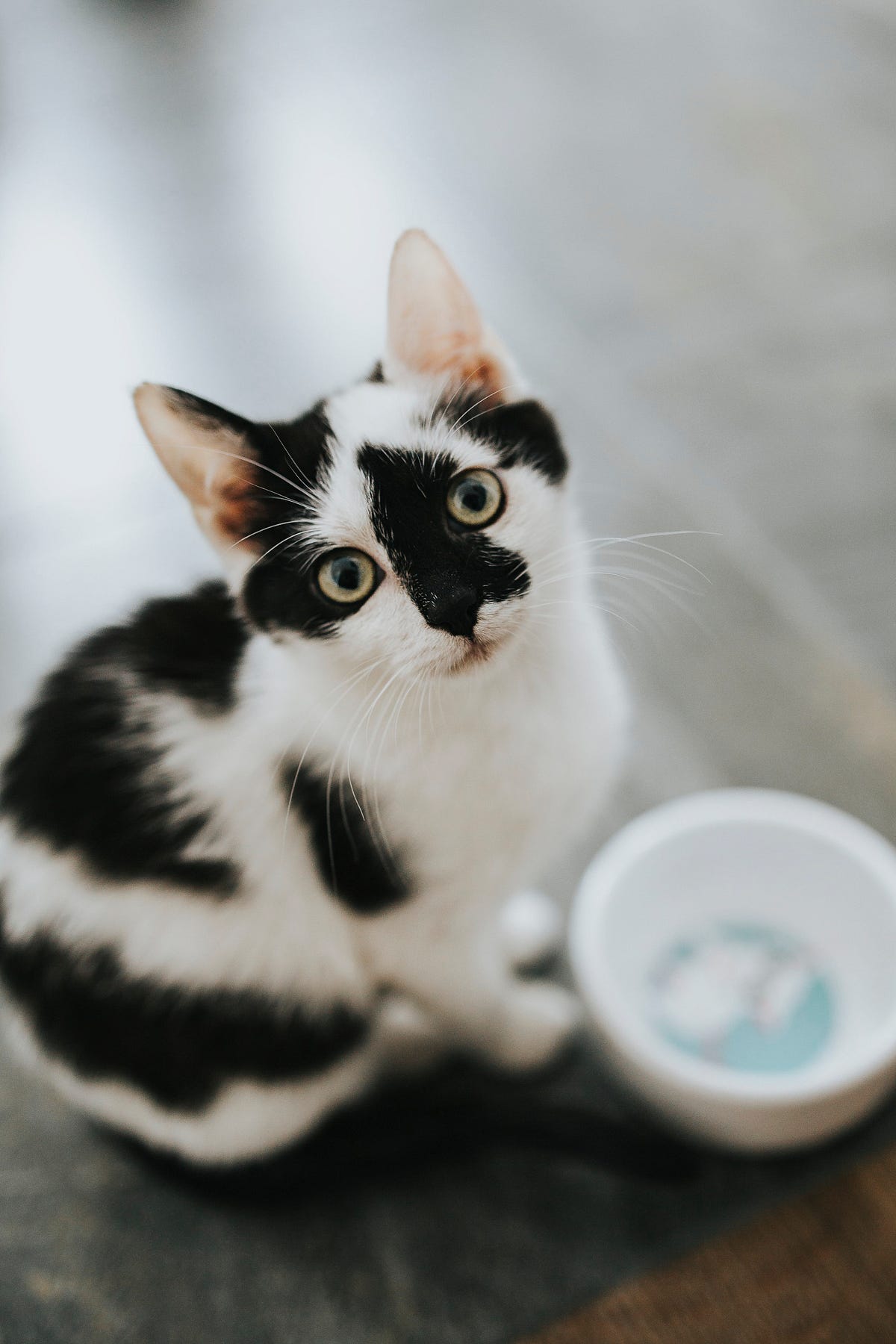 6 Best Cat Foods for Indoor cats ( Quantity, prices and stores) by