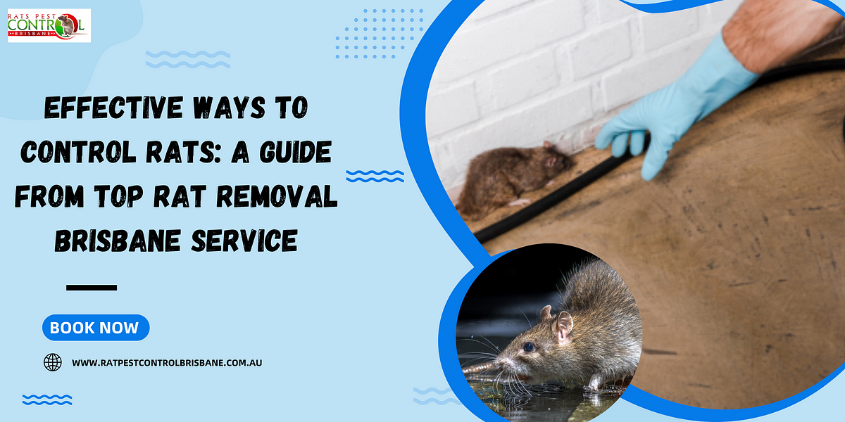 Effective Ways to Control Rats: A Guide from Top Rat Removal Brisbane ...