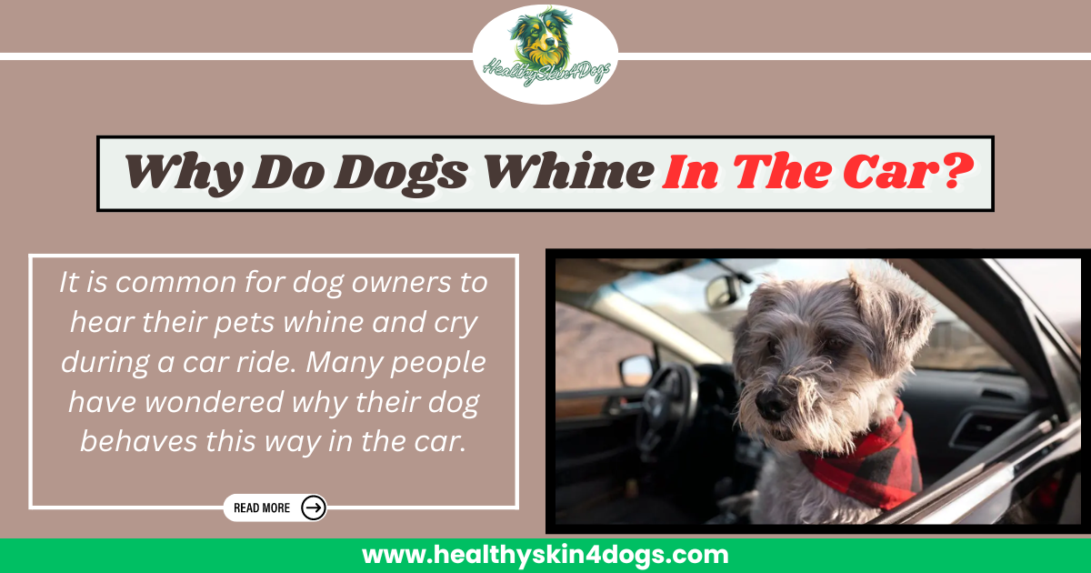Why Do Dogs Whine In The Car?. Does your dog whine during car rides