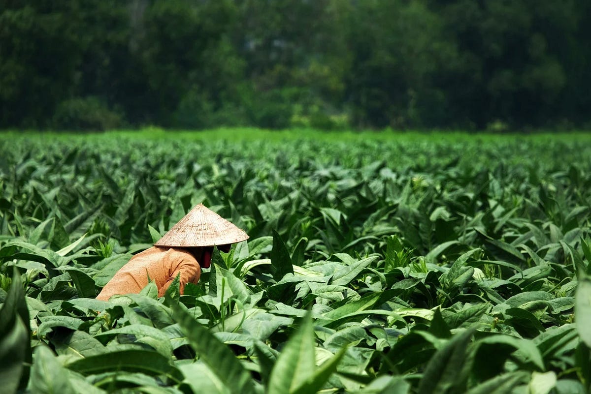 tobacco industry in indonesia Unveiling Insights: An Analyst's Perspective on the Tobacco Industry in  Indonesia | by Vanen