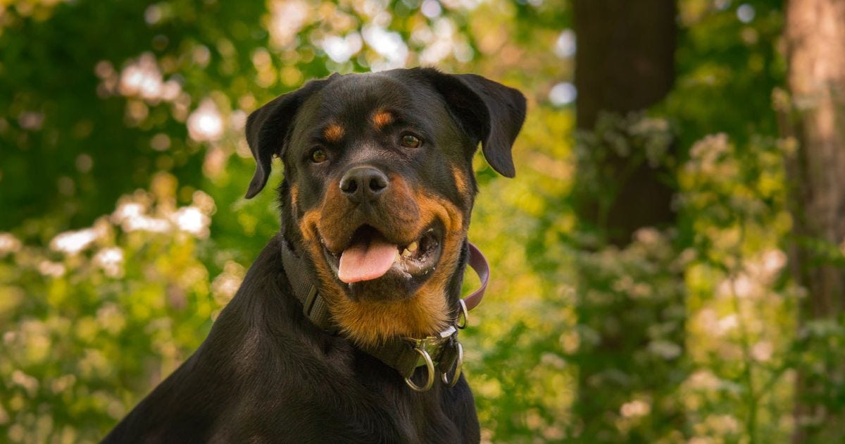 What My Dog’s Daily Routine Says About Me (More Than I’d Like to Admit)